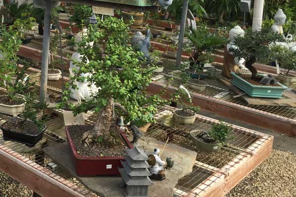 Wolf Trap Nursery - bonsai